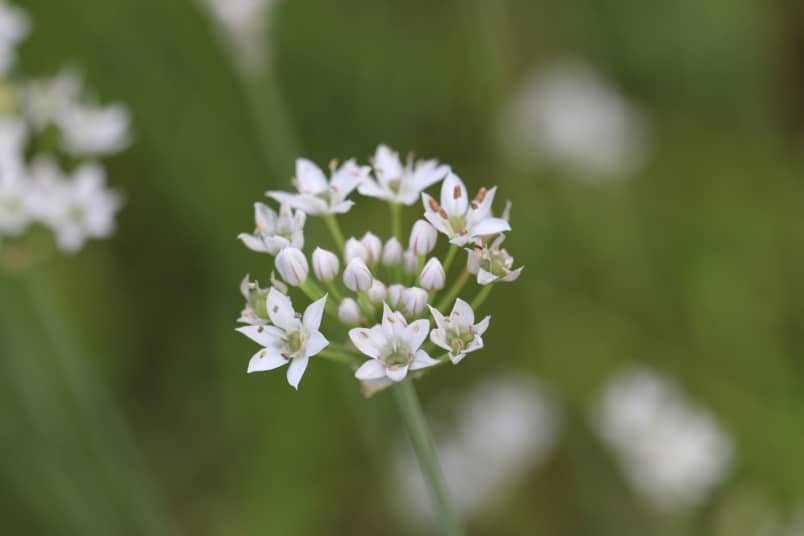 Knoblauchblüte