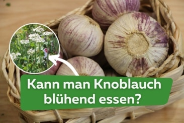 Knoblauchblüte: kann man Knoblauch blühend essen?