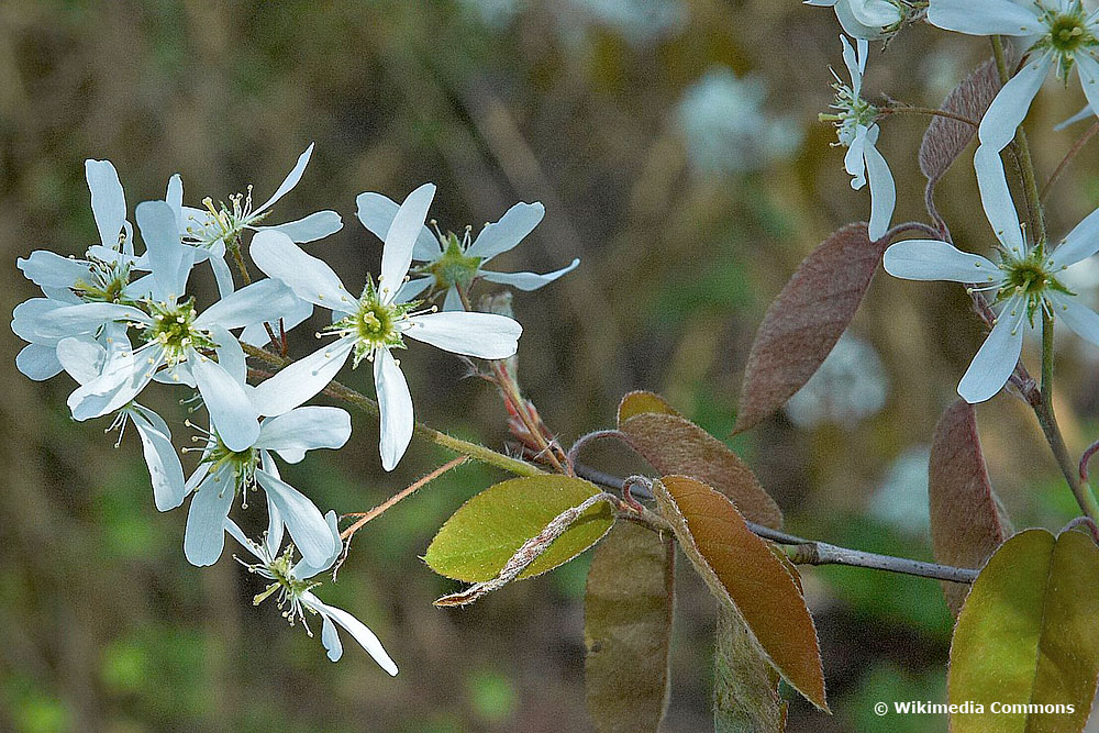 Kupfer-Felsenbirne (Amelanchier lamarckii)