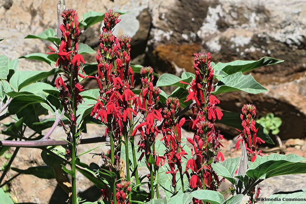 Leuchtende Lobelie (Lobelia cardinalis), Stauden