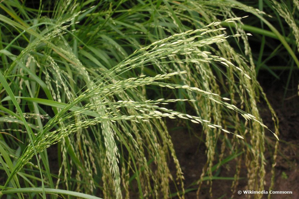 Liebesgras (Eragrostis)