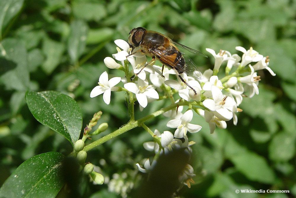 Liguster (Ligustrum vulgare), bienenfreundliche Pflanze