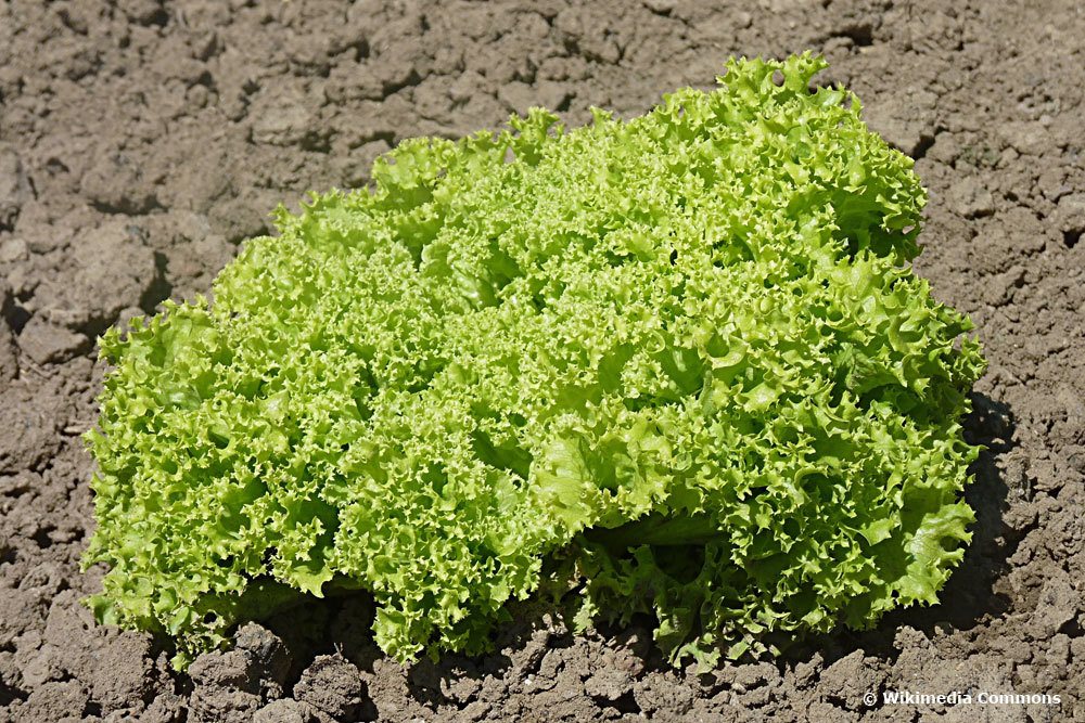 Lollo Bionda Pflücksalat