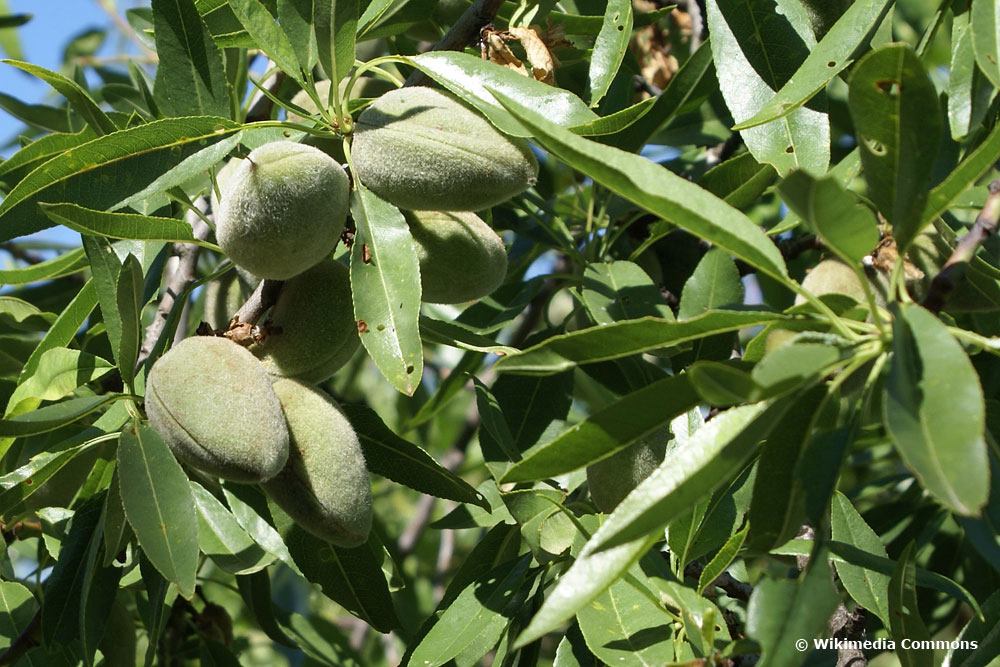 Mandel (Prunus dulcis), Obstbäume