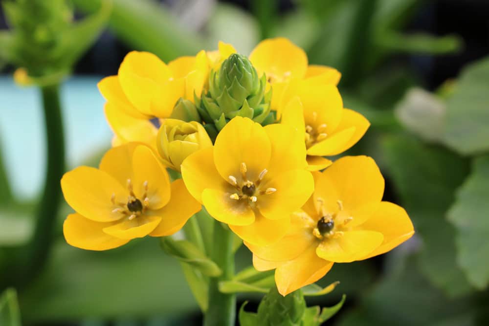 Milchstern (ornithogalum)