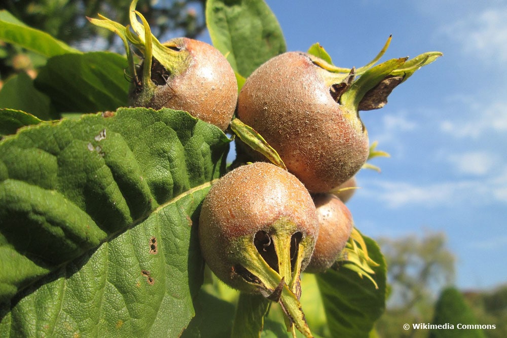 Mispel (Mespilus germanica)