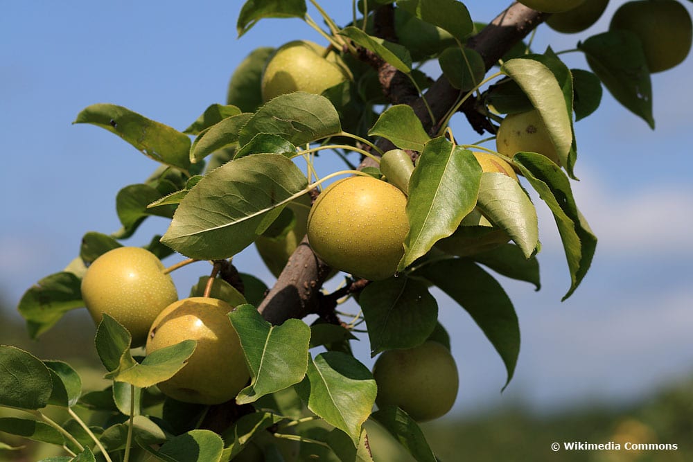 Nashi-Birne/Asiatische Apfelbirne (Pyrus pyrifolia), Obstbäume