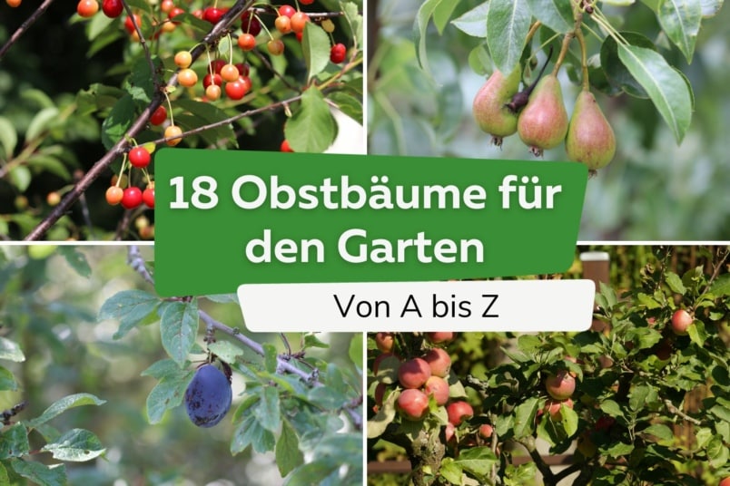 Obstbäume von A-Z: 18 Arten für deinen Garten