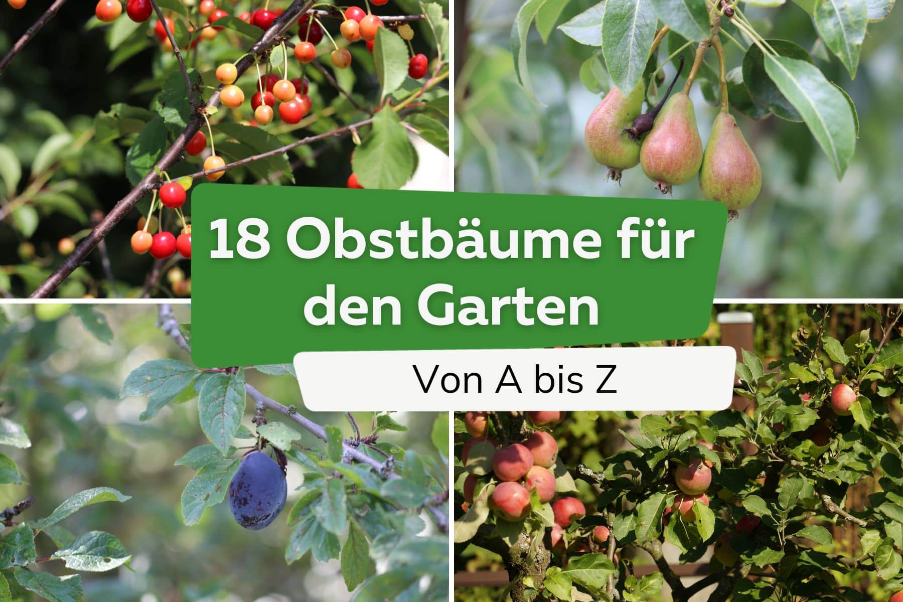 Obstbäume von A-Z: 18 Arten für deinen Garten