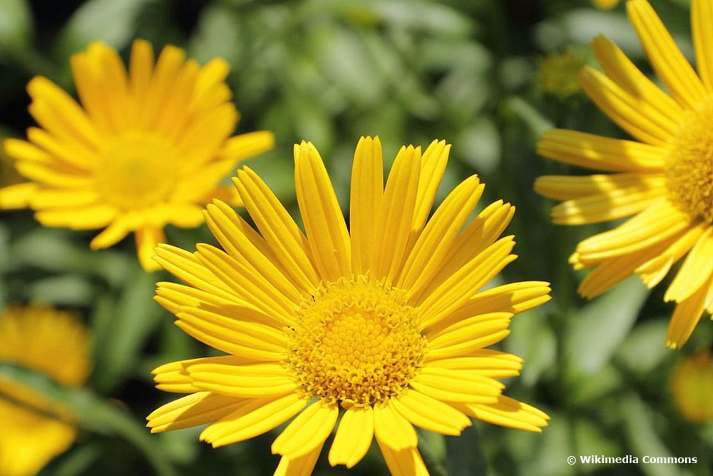 Ochsenauge (Buphthalmum salicifolium), Stauden