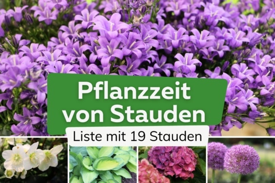 Pflanzzeiten von Stauden