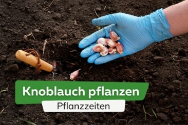 Pflanzzeit: wann sollte man Knoblauch pflanzen?