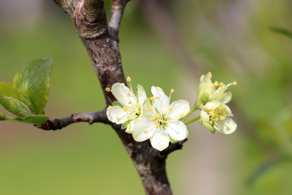 Pflaume und Zwetschge (Prunus domestica), Obstbäume