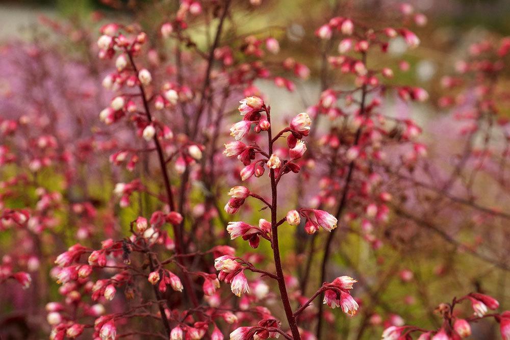 Purpurglöckchen (Heuchera)