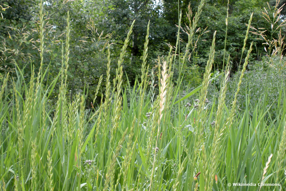 Quecke (Elymus repens)