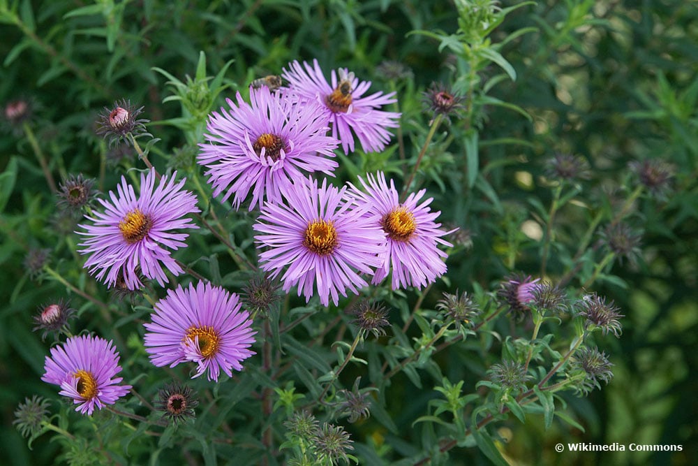 Raublatt-Aster (Symphyotrichum novae-angliae)