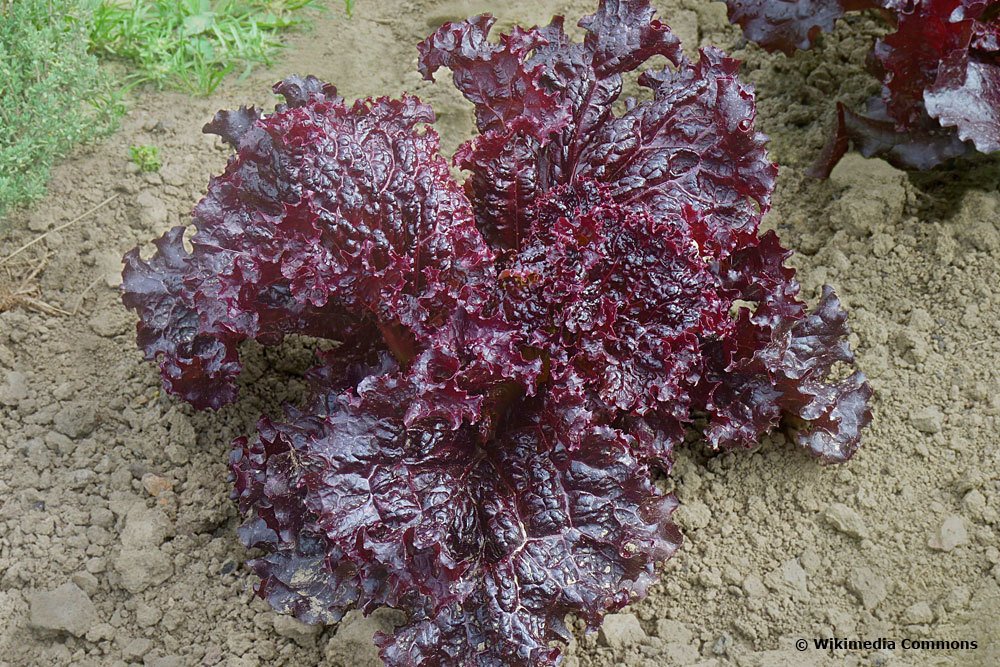 Red Velvet Pflücksalat