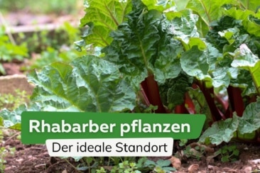 Rhabarber pflanzen: der ideale Standort