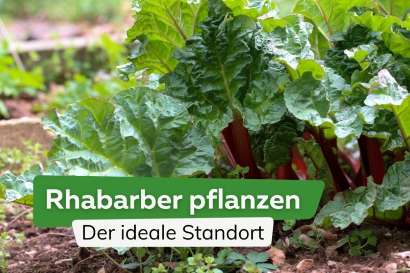 Rhabarber pflanzen: der ideale Standort