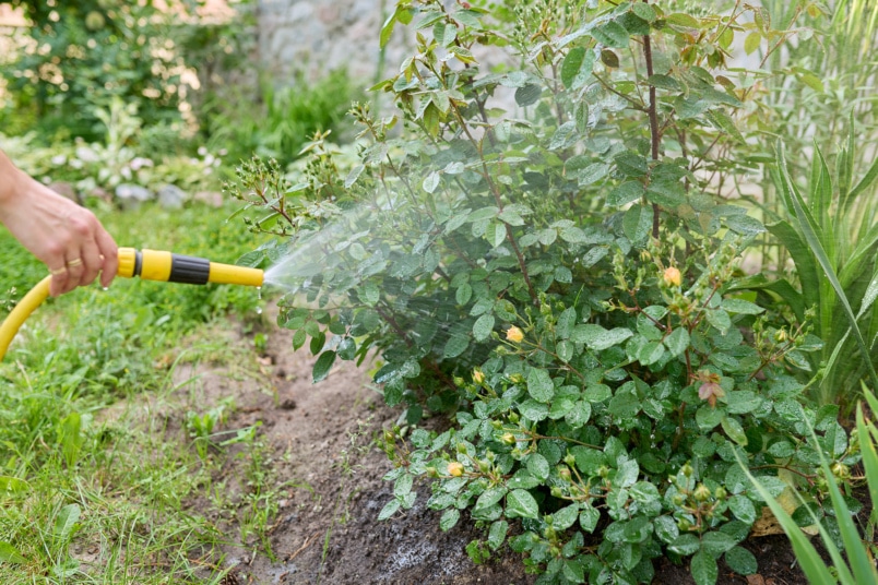 Rosenstrauch abduschen mit Gartenschlauch