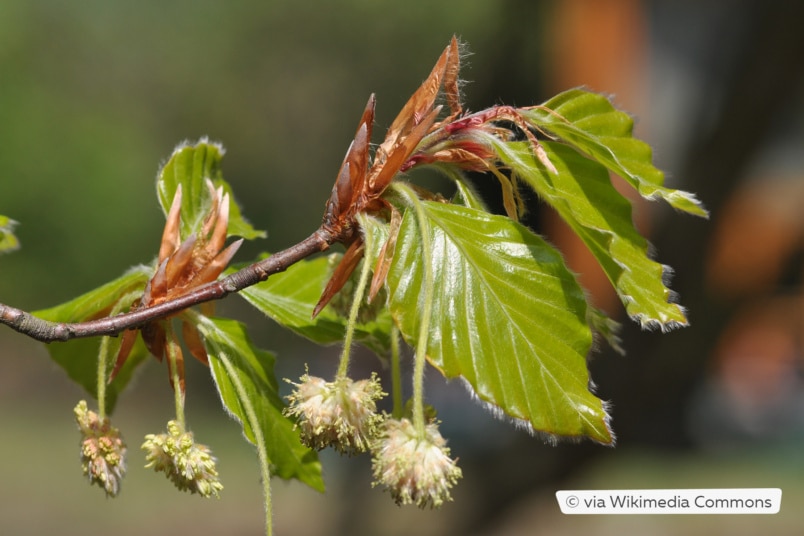 Rotbuche (Fagus sylvatica)