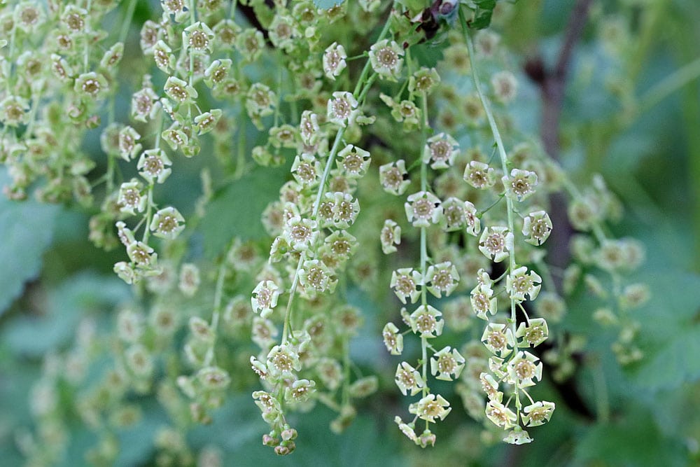 Rote Johannisbeere (Ribes rubrum), bienenfreundliche Pflanze