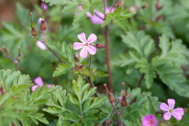 Ruprechtskraut (Geranium robertianum)