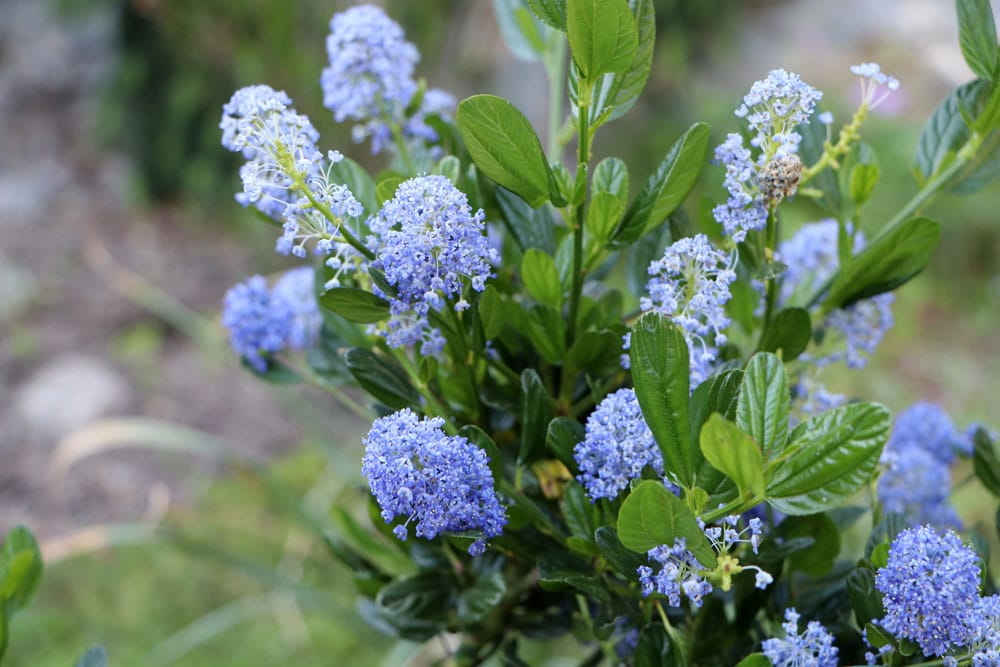 Säckelblume (Ceanothus)