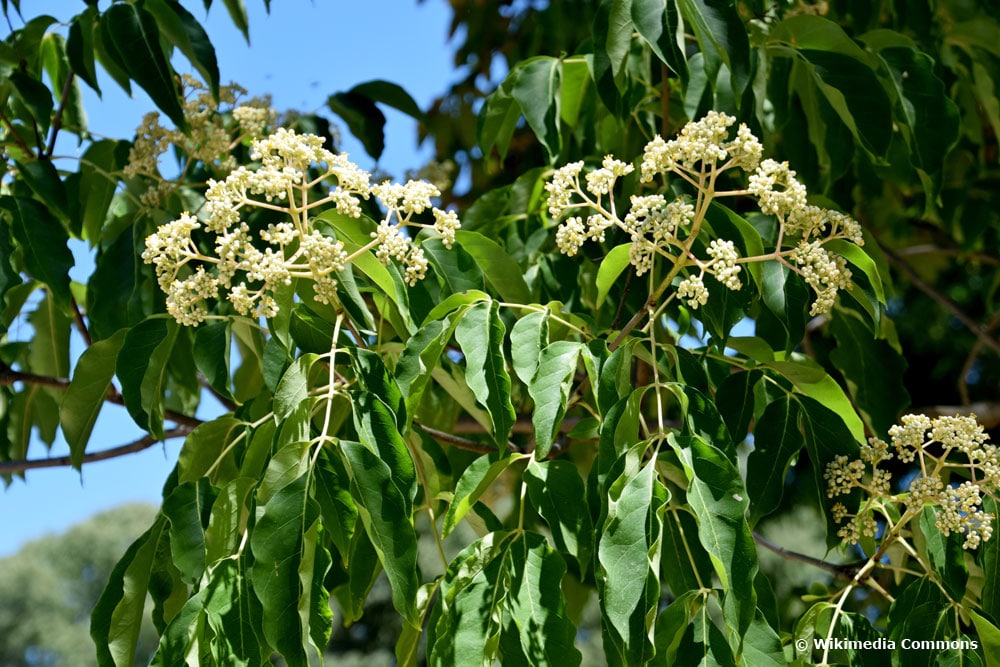 Samthaarige Stink-Esche (Euodia hupehensis)