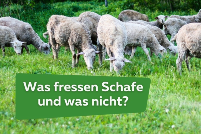 Schaffutter: was fressen Schafe und was nicht?