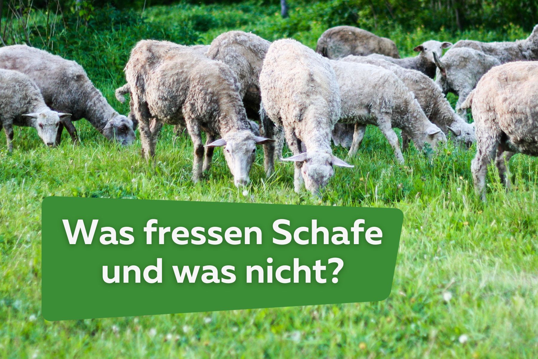 Schaffutter: was fressen Schafe und was nicht?