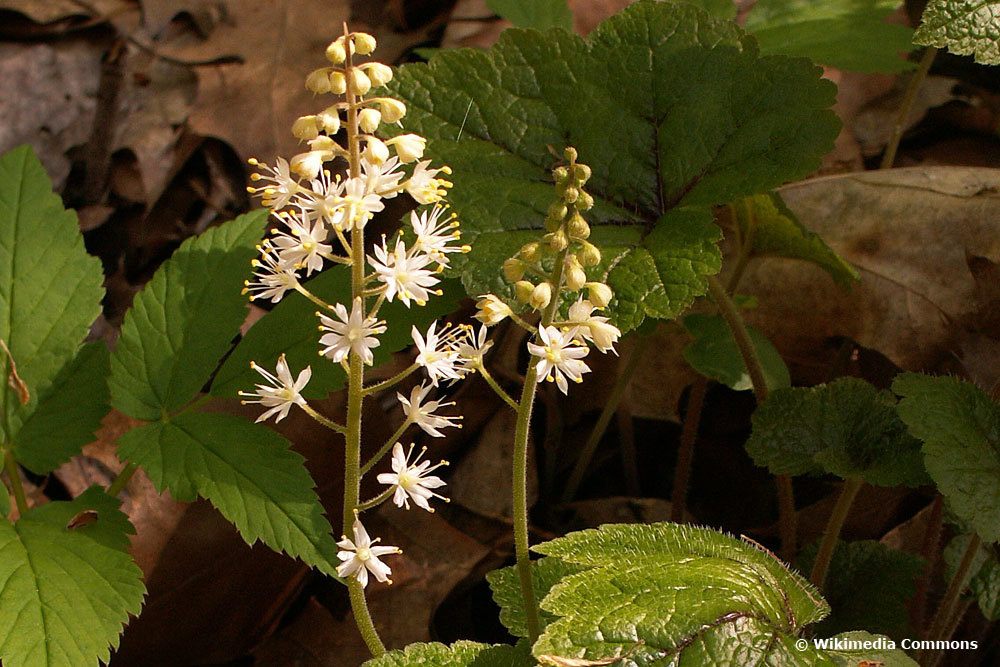 Schaumblüte (Tiarella cordifolia), Bodendecker