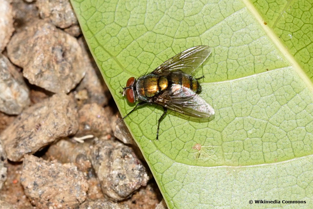 Schmeißfliege (calliphoridae)