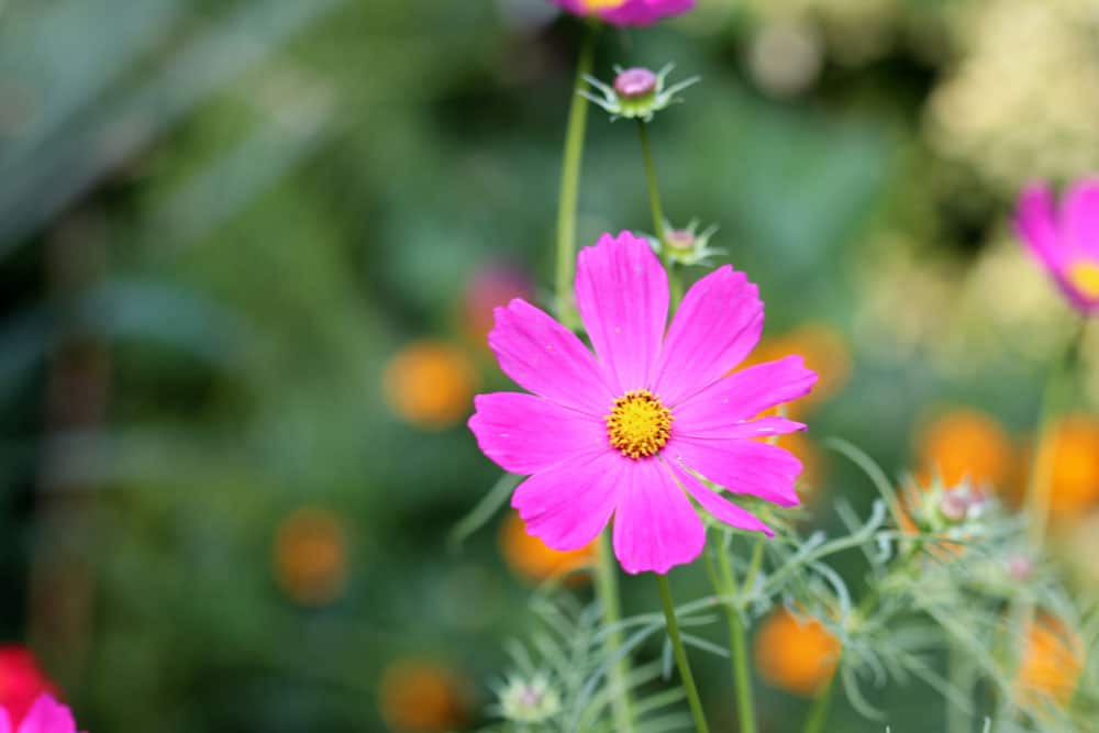 Schmuckkörbchen (Cosmos bipinnatus)