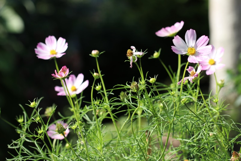 Schmuckkörbchen (Cosmos bipinnatus)