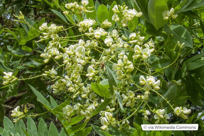 Schnurbaum (Styphnolobium japonicum)