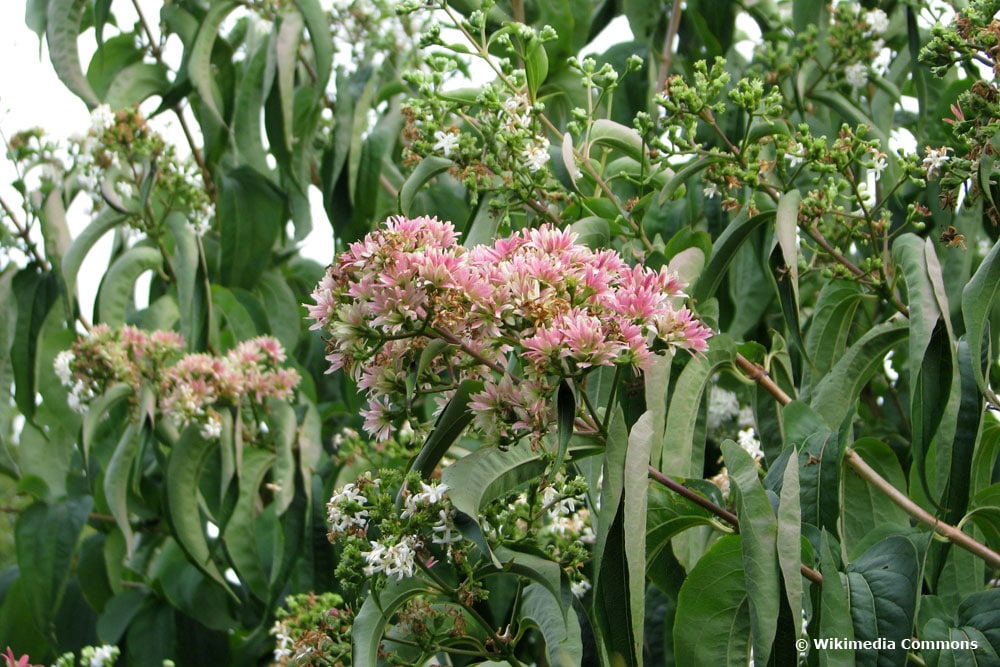 Sieben-Söhne-des-Himmels-Strauch (Heptacodium miconioides)