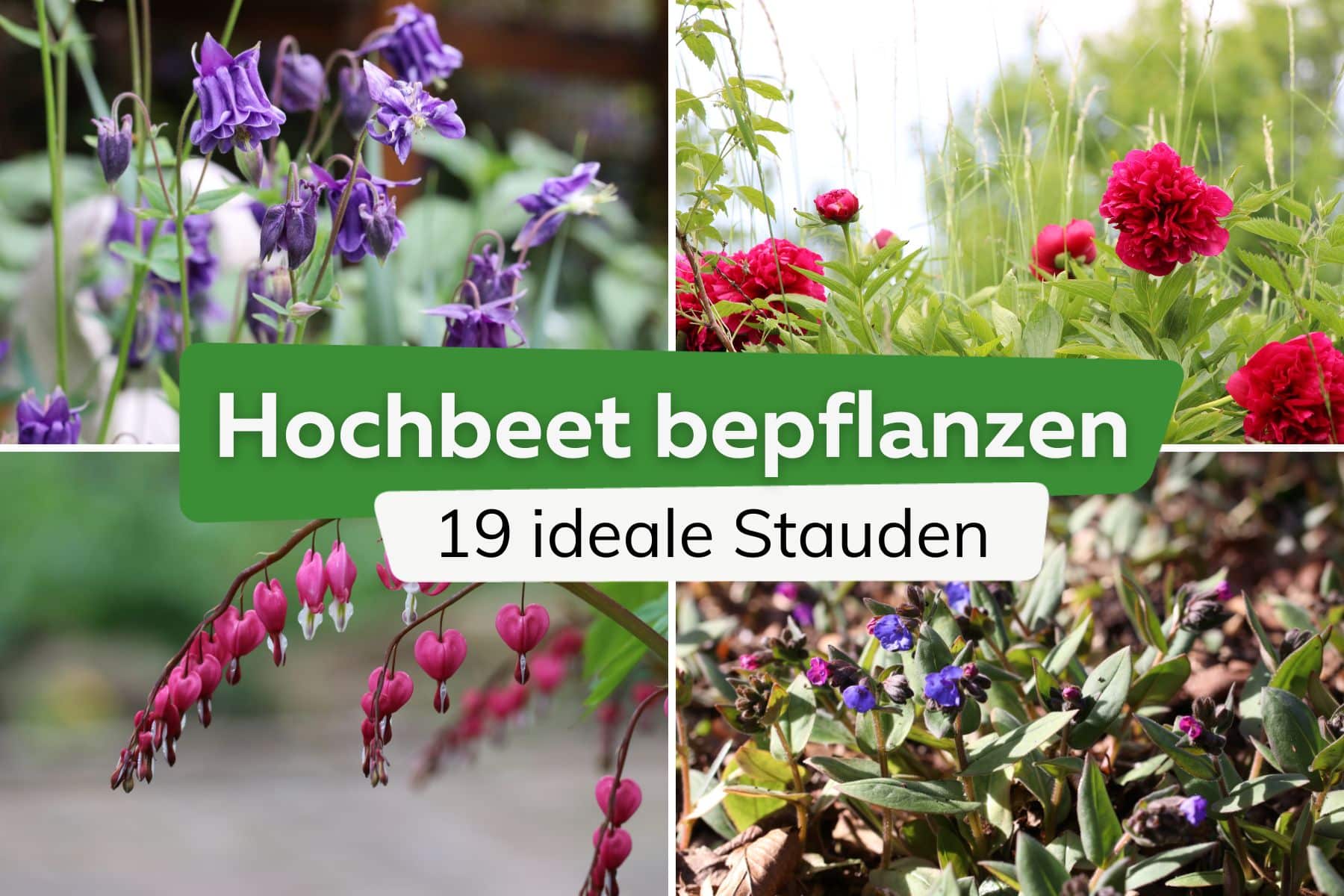 Stauden-Hochbeet bepflanzen: 19 ideale Stauden