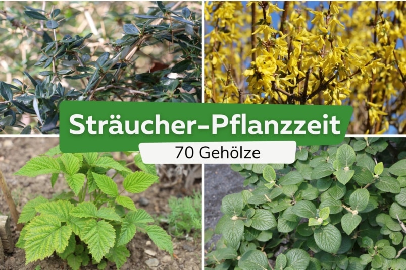 Berberitze, himbeere, Forsythie, Schneeball (Viburnum schensianum)