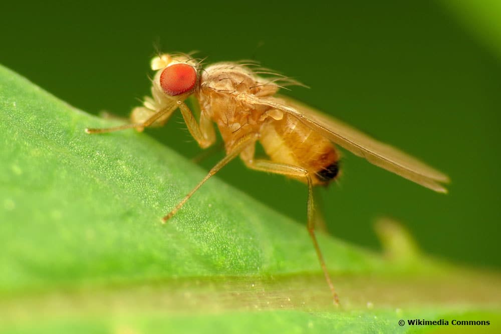 Tauffliege (drosophilidae)