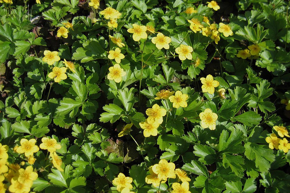 Teppich-Golderdbeere (Waldsteinia ternata)