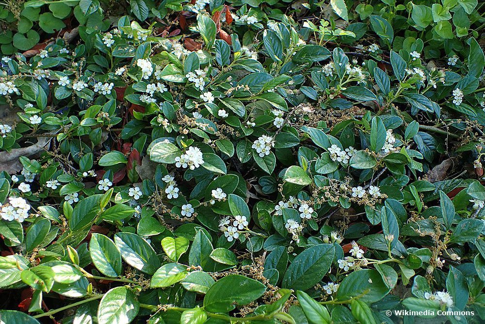 Teppichmispel (Cotoneaster dammeri radicans), Bodendecker