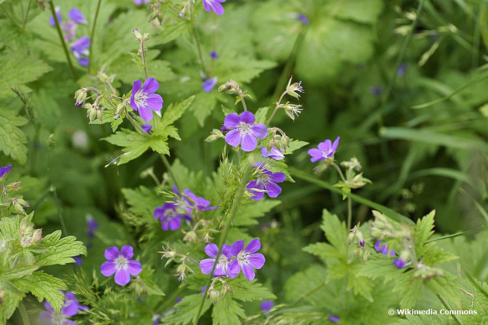 Wald-Storchschnabel (Geranium sylvaticum), bienenfreundliche Pflanzen