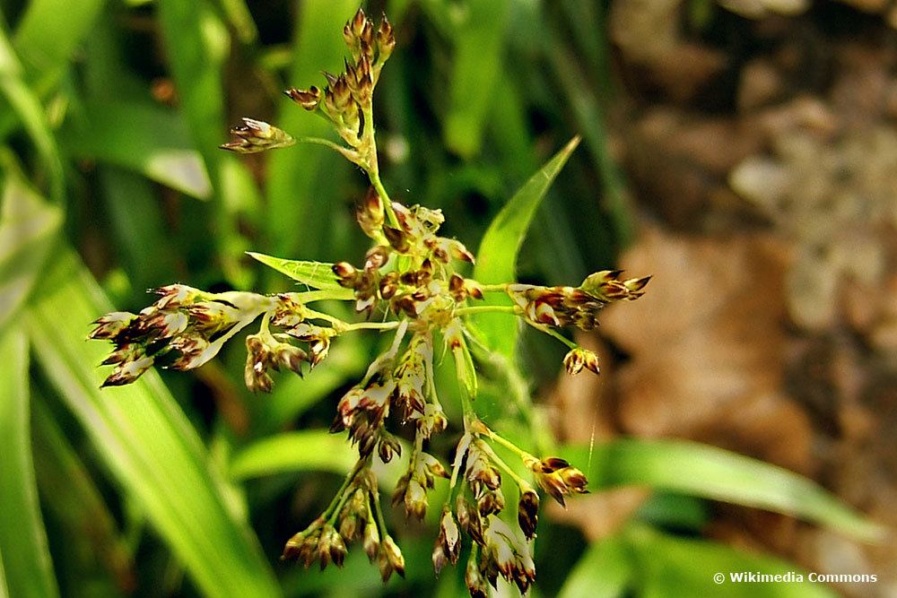 Waldmarbel, Bodendeckern