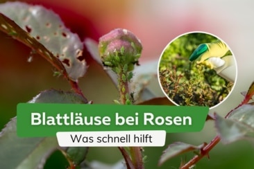 Blattläuse an einer Rosenknospe