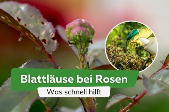 Blattläuse an einer Rosenknospe