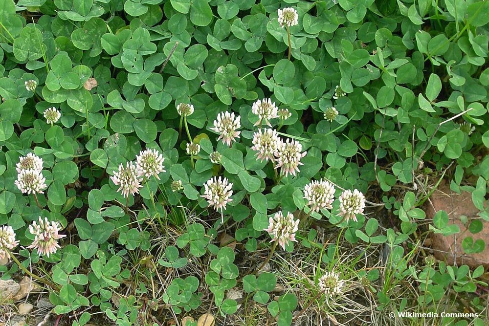 Weißklee, Trifolium repens