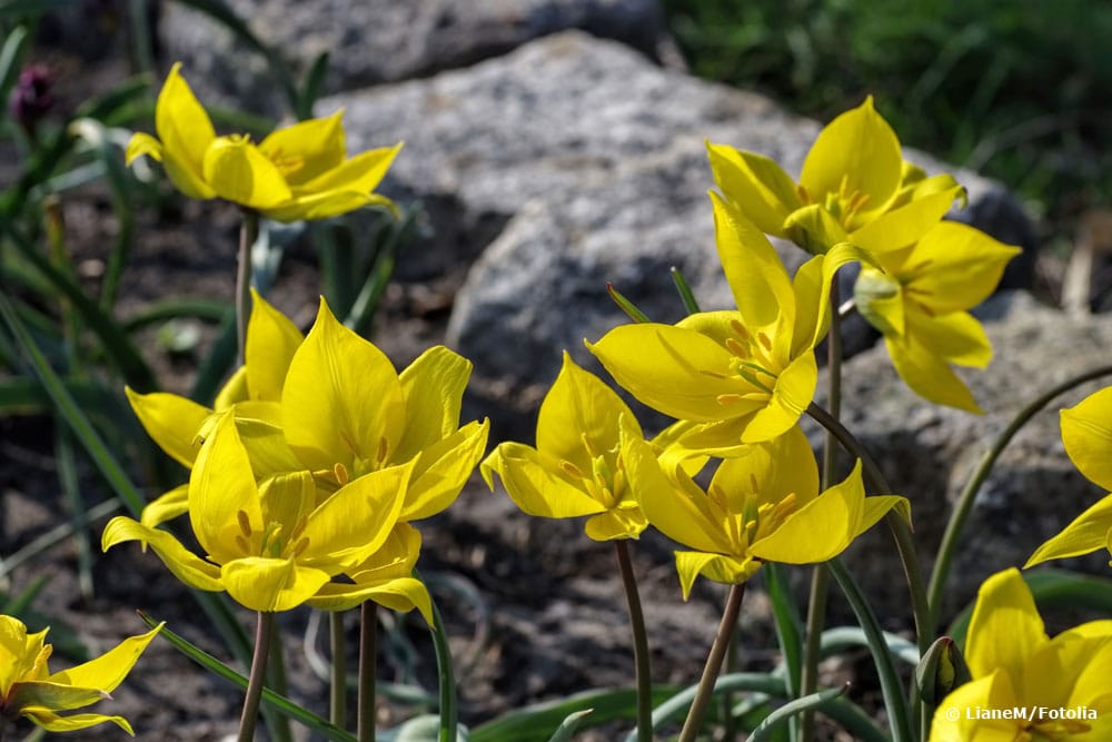 Wilde Tulpe (Tulipa sylvestris)