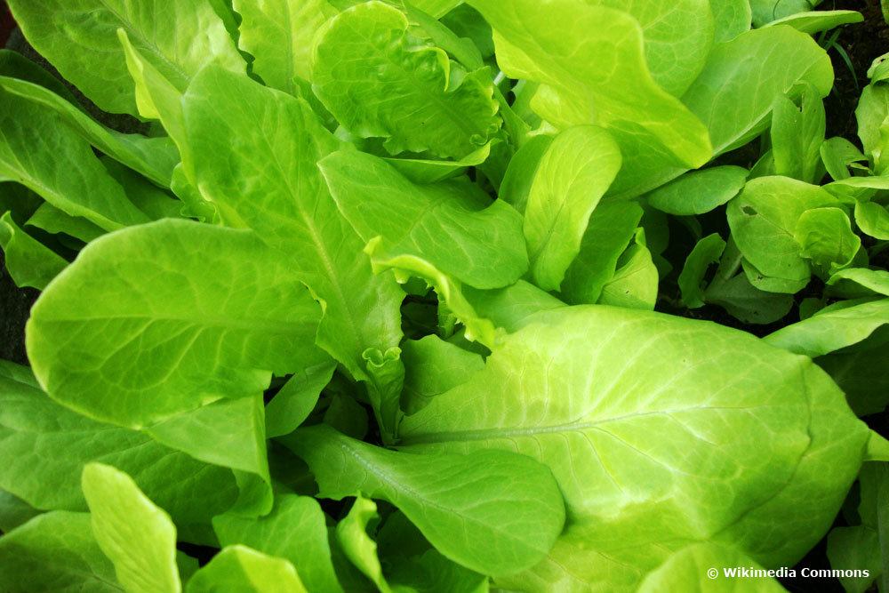 Witte Dunsel Pflücksalat