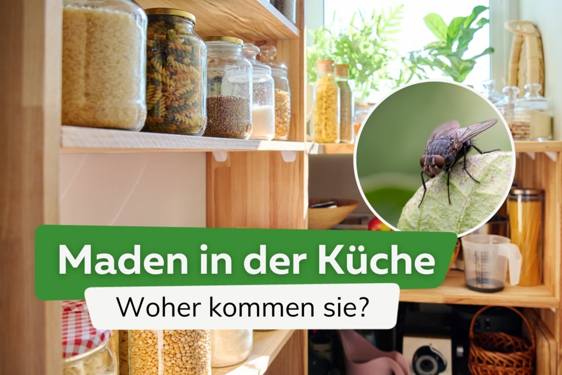 Maden In Der Küche An Der Decke Woher kommen Maden in der Küche?